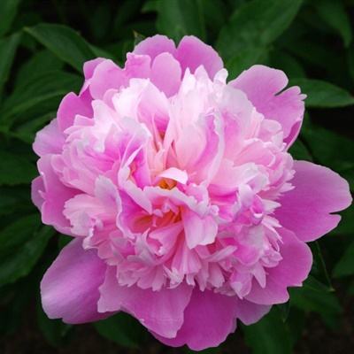 leyu·乐鱼中国官方网站